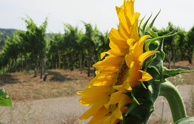 Sonnenblume grüßt Wein