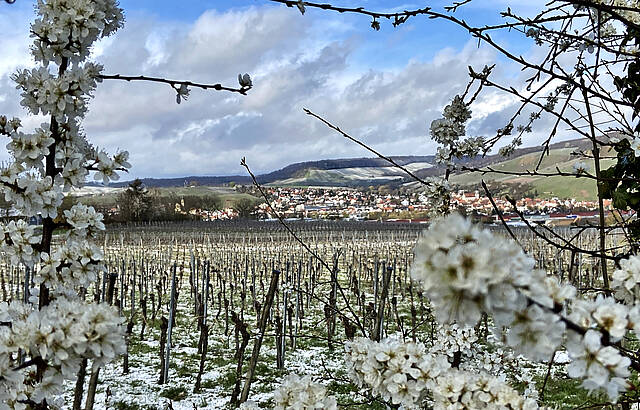 Weiss im Weinberg - Schnee und Blüten im April