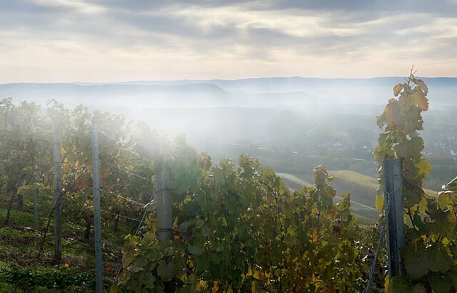 Es wird Herbst, der Nebel wabert durch das Weinsberger Tal.