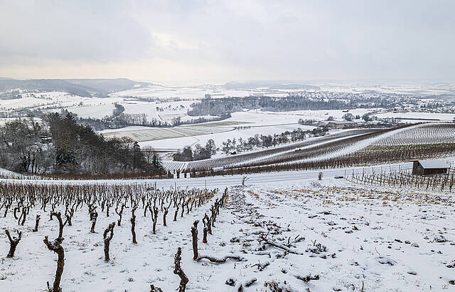 Winter im Weinberg mit Schnee und Minusgraden 