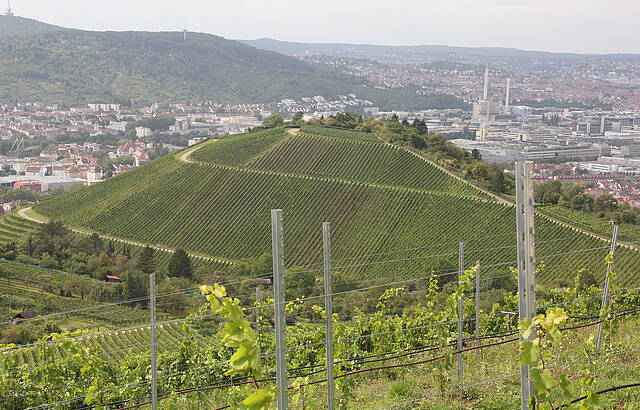Weinberge über Stuttgart