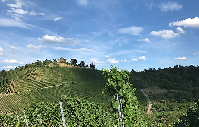 Weinbau am Württenberg