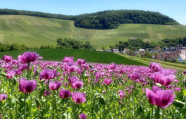 Der Weinort Erlenbach im lila Blütenglanz