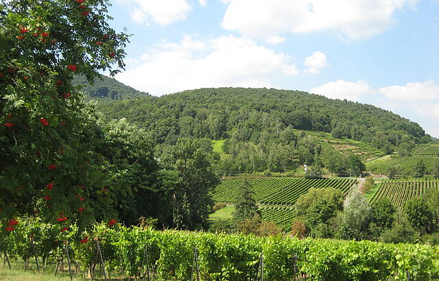 Landschaft mit Weinanbau