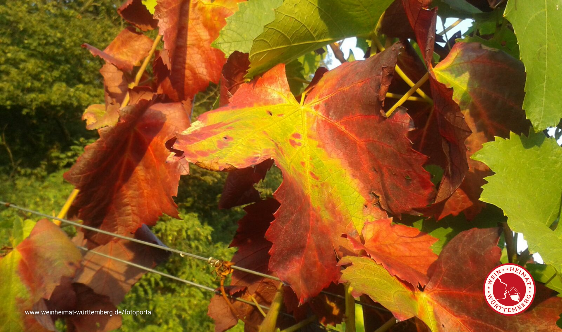 Der Herbst im Weinberg