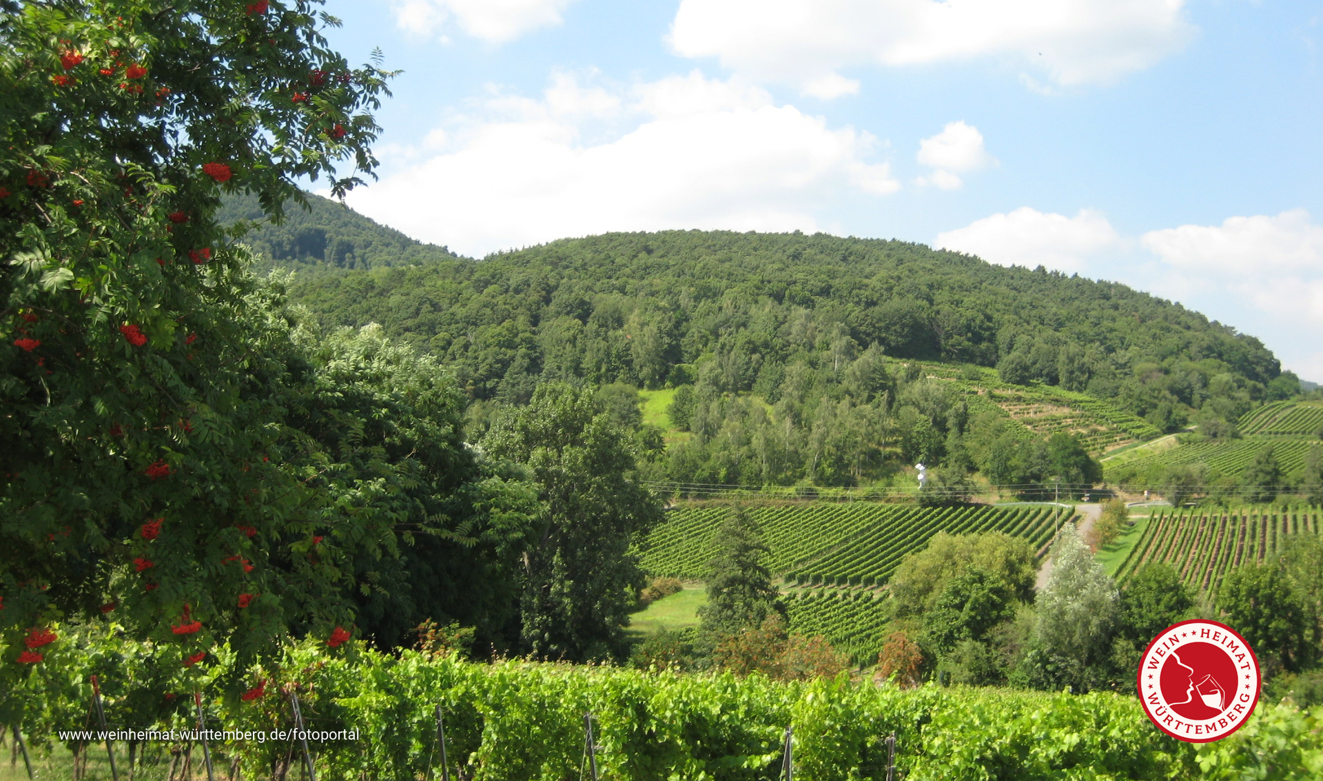 Landschaft mit Weinanbau
