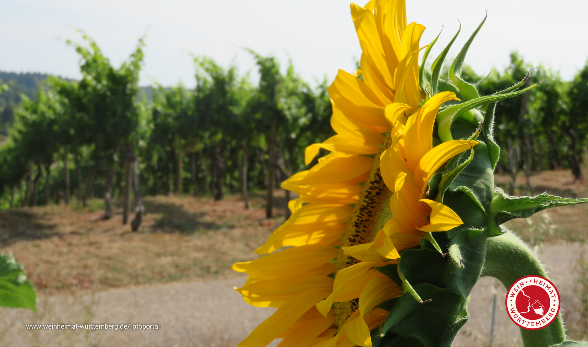 Sonnenblume grüßt Wein