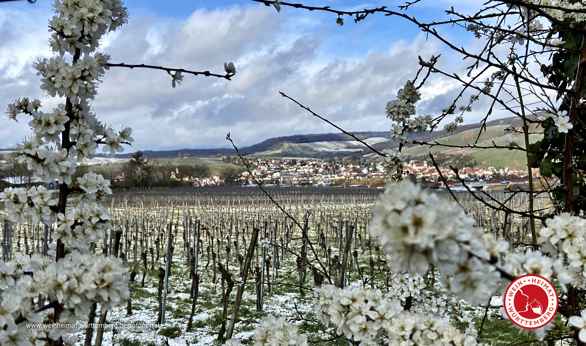 Weiss im Weinberg - Schnee und Blüten im April