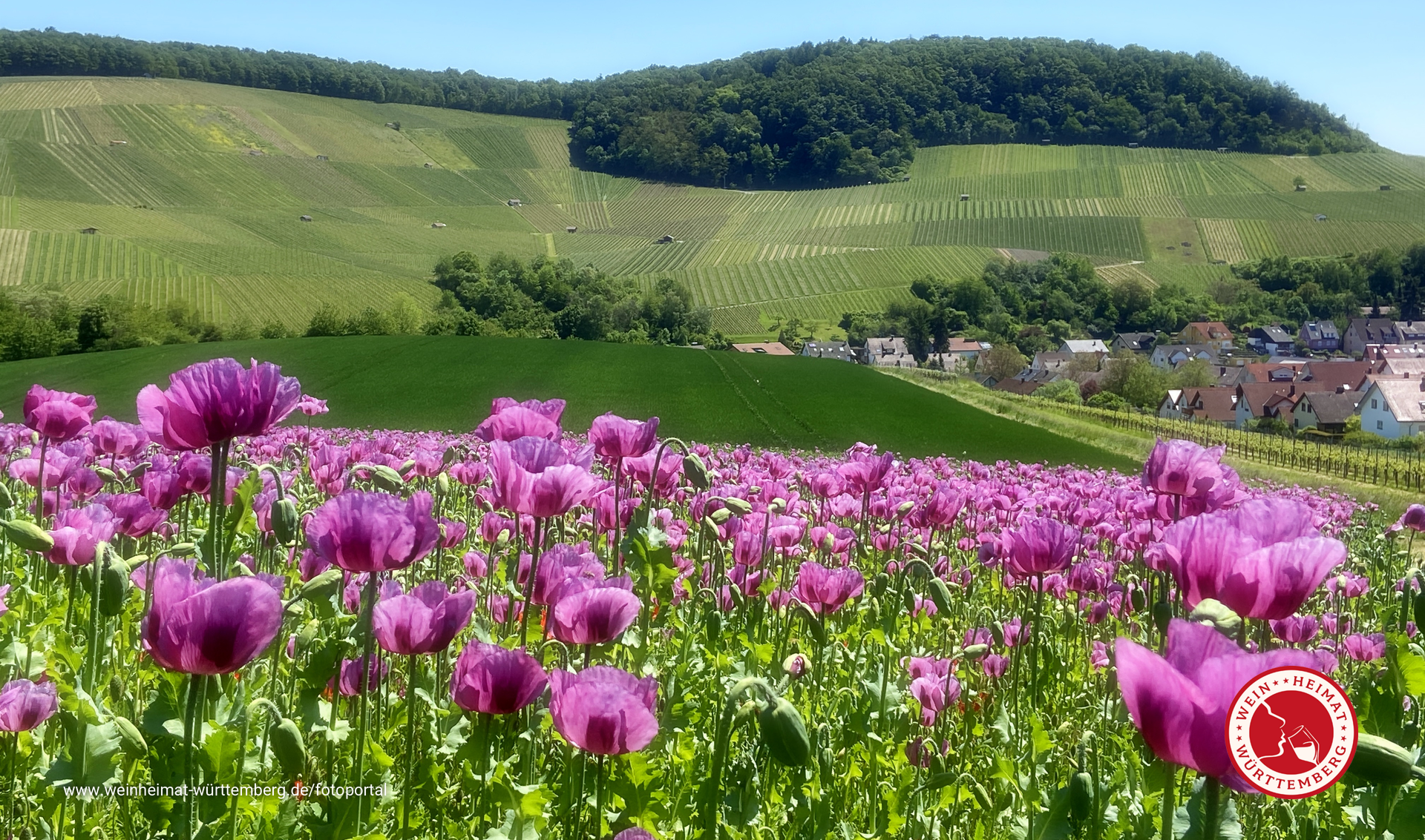 Der Weinort Erlenbach im lila Blütenglanz